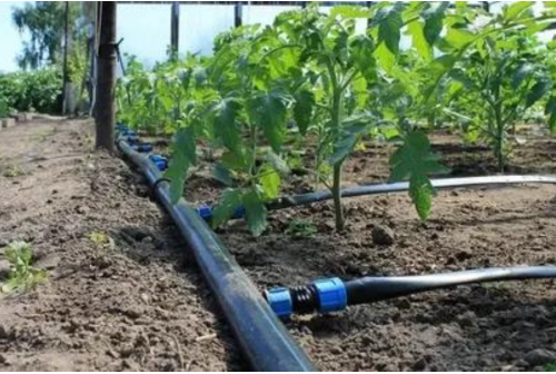drip irrigation and fertigation